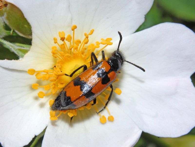 Meloidae:  Mylabris variabilis